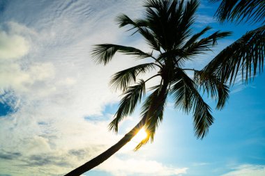 palmiye ağaçları ve sunset beach doğal görünümü