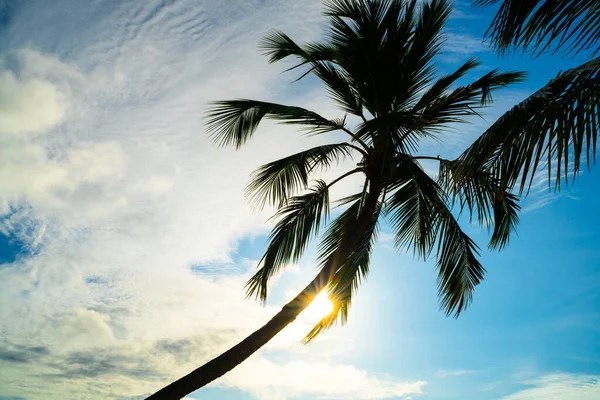 风景优美的棕榈树和日落海滩观 — 图库照片