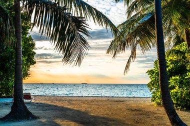 palmiye ağaçları ve sunset beach doğal görünümü