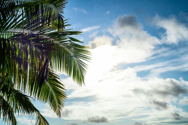 Green Coconut Palm Tree Leaves Sky — Stock Photo, Image