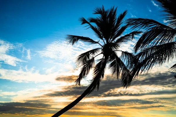 Scenic View Palm Trees Beach Sunset — Stock Photo, Image