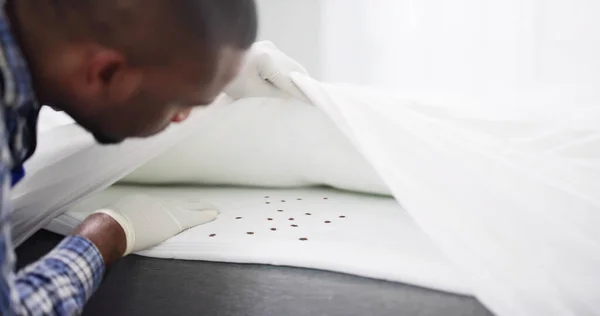Bed Bug Infestation Treatment Service Dalam Bahasa Inggris Pembasmian Bug — Stok Foto