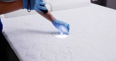 Yatak Böceği İstilası ve Tedavi Servisi. Böcek İmha