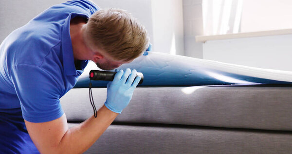 Bed Bug Infestation And Treatment Service. Bugs Extermination