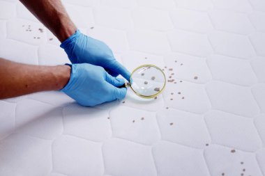 Yatak Böceği İstilası ve Tedavi Servisi. Böcek İmha