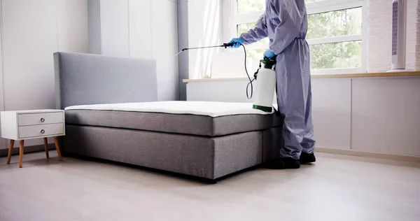 Pest Control Service. Bug Bed Treatment By Exterminator