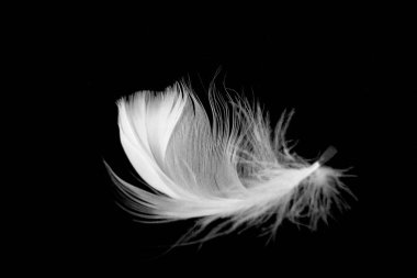 Tüylü tüyün kapağını kapatın. Pembe siyah üzerine izole edilmiş.