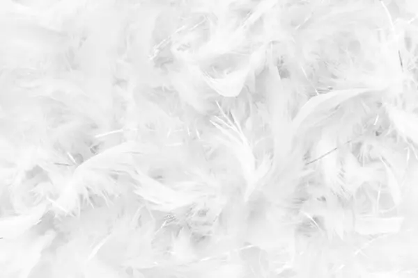 Close White Feathers Detail Background Stock Photo