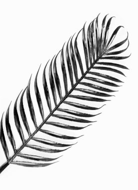 Siyah ve beyaz palmiye yaprağı desenini kapat