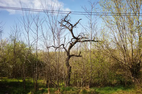 Çalılığın ortasında küçük siyah bir ağaç..