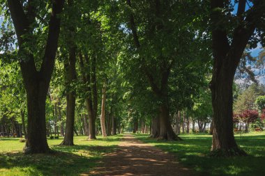 Kragujevac 'taki şehir parkının detayları, bahar günü, yollar ve bitki örtüsü.