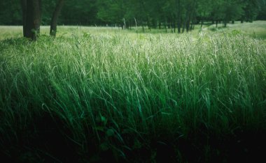Bir bahar günü parkta çimenler ve ağaçlar.