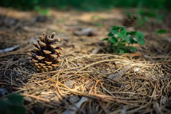 Düşmüş bir kozalağın ayrıntıları ormanda, düşmüş yaprakların arasında..