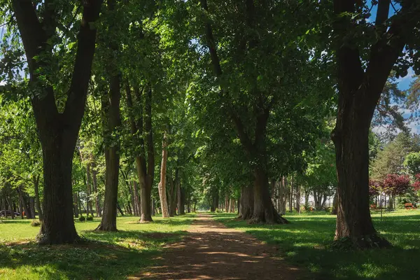 Kragujevac 'taki şehir parkının detayları, bahar günü, yollar ve bitki örtüsü.