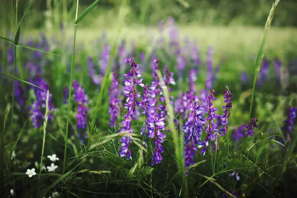 Baharda çayırdaki çimenlikteki mor çiçeklerin ayrıntıları.