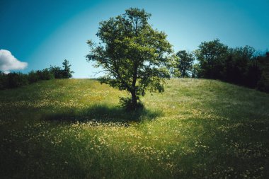 İlkbaharda bir tepedeki çayırdaki bir ağaç, gün be gün.