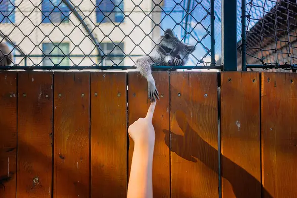 Çitin arkasındaki hayvanat bahçesinde şirin küçük bir rakun..