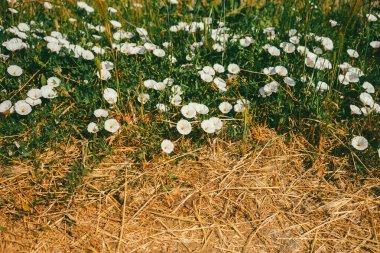 Kuru çimenlerin yanındaki yeşil çimenlikte beyaz çiçekler, soyut kompozisyon.
