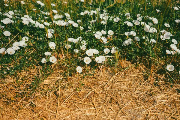 Kuru çimenlerin yanındaki yeşil çimenlikte beyaz çiçekler, soyut kompozisyon.