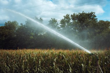 Sırbistan 'ın orta kesiminde, Cacak kenti çevresinde yazın mısır tarlaları.