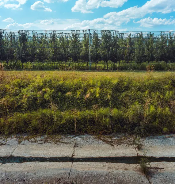 Sırbistan 'ın Cacak kasabası yakınlarındaki yol kenarındaki bir çiftlikte gün be gün elma yetiştiriyor..