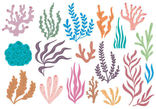 hand drawn set of colorful seaweed elements 