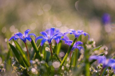 Narin ahşap şakayıklar baharın başlarında çimenlerde çiçek açarlar. Yumuşak doğal ışık ve sığ odak sakin ve sakin bir doğa sahnesi yaratır. Mevsimsel ve sağlıklı görseller için mükemmel..
