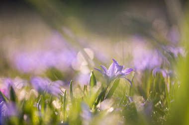 Çimen tarlasında çiçek açan minik bahar çiçekleri. Yumuşak odak ve doğal ışık havadar ve sakin bir zemin yaratır. Mevsimsel görsellik, sağlık, çevre dostu kavramlar ve doğa dokuları için idealdir..