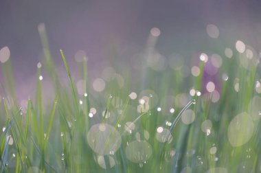 Çiğ damlaları ve yumuşak pastel bokeh ile geniş bir bahar çimi manzarası. Huzurlu doğal ışık ve hava kompozisyonu. Ekolojik görseller, sağlık ve arka plan dokuları için idealdir.