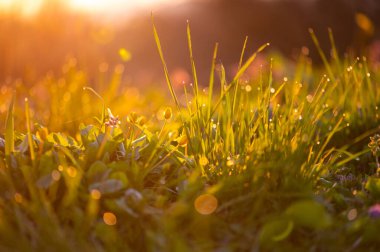 Altın gün batımı ışığı çiğ taneleriyle taze bahar çimlerini aydınlatıyor. Sıcak tonlar, yumuşak bokeh ve doğal sakinlik. Arka plan dokuları, sağlık ve mevsimsel çevre dostu görseller için mükemmel..
