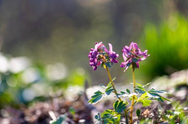 Corydalis Soda kır çiçekleri bahar güneşinin erken saatlerinde açar. Mor çiçekler ve narin yapraklar orman toprağında yetişir yumuşak bokeh ve canlı yeşil renklerle.