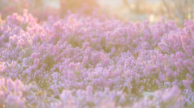 Altın saat ışığında açan narin pembe kenevir çiçekleri. Yumuşak odaklı, pastel tonlu ve rüya gibi bir atmosferi olan doğal bir sahne. Huzur ve bahar çiçekleri temaları için mükemmel..