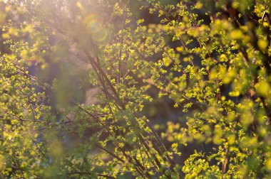 Güneşte parıldayan küçük yeşil yapraklı arka plandaki bahar dalları. Altın ışık, yumuşak bulanıklık, ve mercek parıltısı... sakin, hayat dolu bir bahar atmosferini canlandırıyor..