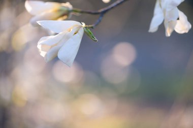 Dalında rüya gibi yumuşak bokeh olan narin bir manolya çiçeği. Minimalist kompozisyon ve pastel tonlarla doğal ışıkta yakalanmış..