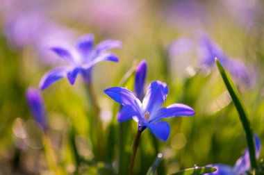 Işıl ışıl parlayan bokeh ile canlı bahar çimlerinde açan mavi Scilla çiçekleri. Botanik, mevsimsel ve yaşam tarzı görselleri için mükemmel..