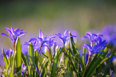 Canlı ışık ve sığ odaklı verimli bahar tarlasında açan mavi Scilla çiçekleri. Mevsimsel ve botanik görseller için mükemmel.