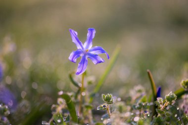 Çiylerle ve yumuşak ışıklarla çevrili sabah çimlerinde tek başına açan narin mavi çiçek. Doğa, yalnızlık ve yenilenme temaları için ideal..