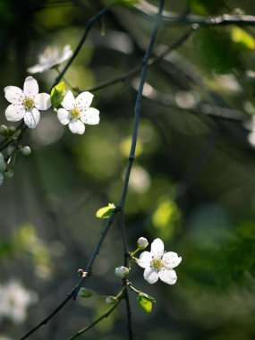 Sarmaş dolaş dallarda açan beyaz kiraz çiçekleri yumuşak gün ışığı ve bulanık arkaplan ile.