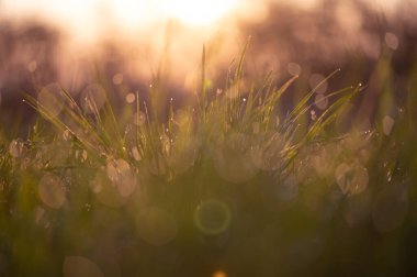 Yumuşak şeftali pembesi gündoğumu ışığında parıldayan nemli bahar otlarının yakın çekimi ve yumuşak bir atmosfer..