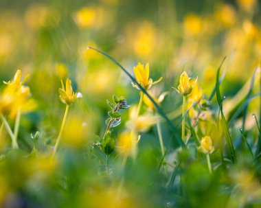 Parlak sarı kır çiçekleri gün doğumunda bir bahar çayırında çiçek açıyor. Yumuşak doğal bokeh ve yeşil yapraklı yakın çekim, tazelik ve dinginliği çağrıştırıyor..