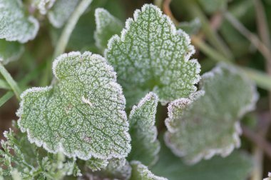 Bahar sabahı donmuş ısırgan otu yapraklarının yakın çekimi, ince beyaz rime bürünmüş - detaylı doğa dokusu.