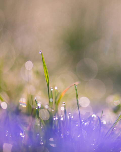 Fresh grass and water drops with warm light and pastel bokeh. Ideal for minimal, spa, or background themes.