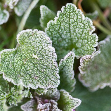 Kare makro çerçeveli, ince beyaz başlıklı, buzlu yaprak tasarım için çıtır çıtır bitki dokusu ile kaplanmış.