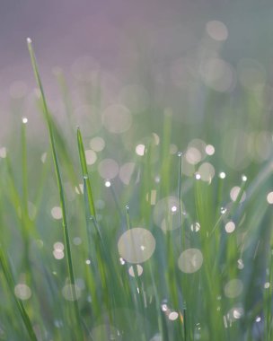 Yumuşak mor bokeh ışığında parlayan çiy taneleri, arka plan veya doğa tasarımı için ideal..