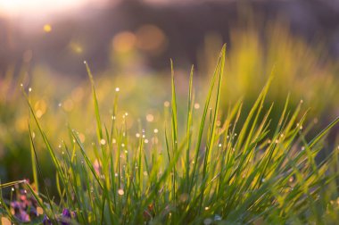 Sabah çiğ taneleriyle parlayan çimenler ve menekşe çiçekleri. Ilık gündoğumu ışığı, canlı bahar makrosu.