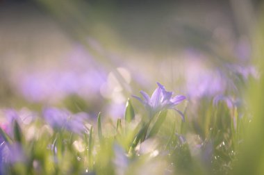 Scilla çiçeğinin kaygan pastel tonları ve huzurlu bokeh ile çiğ çimlerde sanatsal bir şekilde yakalanması..