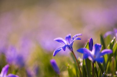 Pastel bulanıklığıyla rüya gibi bahar tarlasında çiçek açan Scilla çiçekleri. Eko, çiçek ve arka plan kavramları için harika..