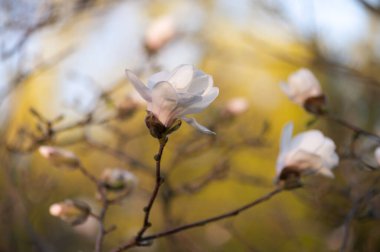 Beyaz manolya, ağaç dalında altın ışık ve rüya gibi bir atmosferle çiçek açıyor. Bahar, bahçe ve çiçek tasarımı için harika..