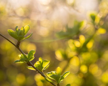 Altın günbatımı ışığıyla aydınlatılmış daldaki taze yeşil yapraklar. Arkaplanda ılık tonlar ve yumuşak bokeh barışçıl bir bahar atmosferini çağrıştırıyor..