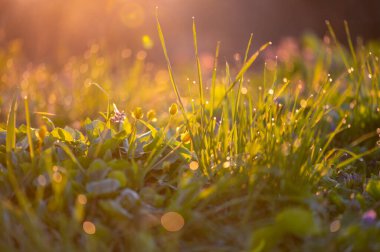 Çimenlerin üzerindeki sabah çiği ve altın ışıkta parlayan küçük tomurcuklar, ilkbaharın erken dönemlerinde doğa ve tazeliği yakalıyorlar.